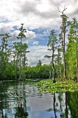 Joan Petit-Clair: Tranquility in the Okeefenokee
