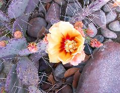 Shirley Brenon: Cactus bloom