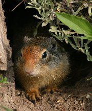 Lillian Roberts: Montana Ground Squirrel