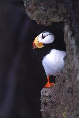Lillian Roberts: Horned Puffin On Ledge