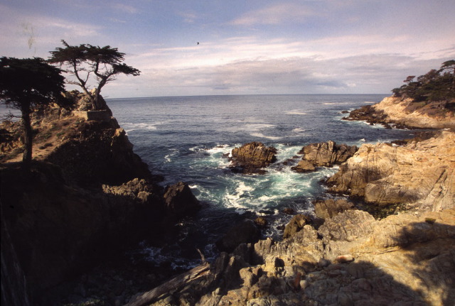 King McWilliams: 17 Mile Drive