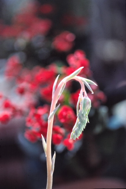 Doug Gamble: Desert Succulent