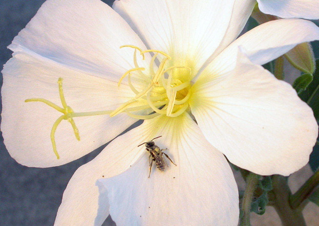 Bill Coleman: Bee on Dune Primrose