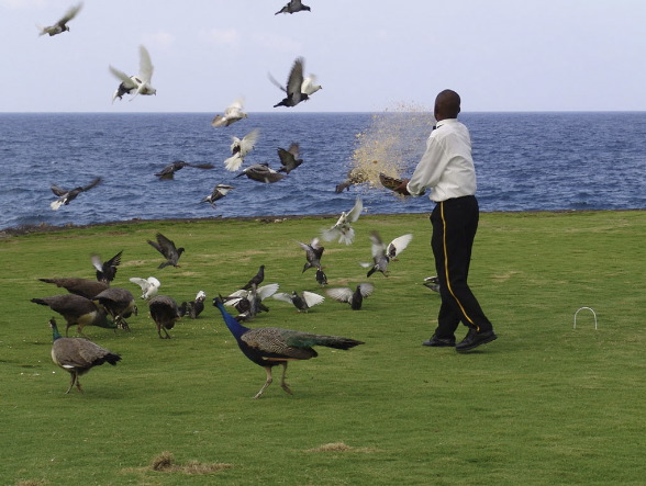 Stan Spiegel: Feeding the Birds