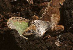 Lillian Roberts: Galapagosland – Iguana Eating
