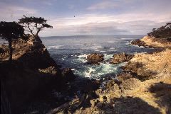 King McWilliams: 17 Mile Drive