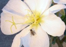 Bill Coleman: Bee on Dune Primrose