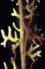 Lillian Roberts: Brittle Star on Fire Coral