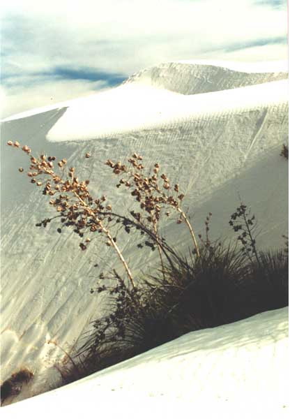 2nd - Ingrid Knight: Sand Dunes & Yucca