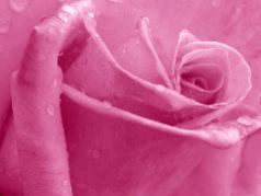 Joan Petit-Clair: Pink Rose