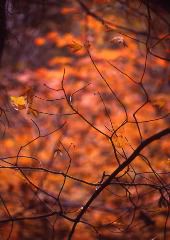 John Brantley: Memories of Fall
