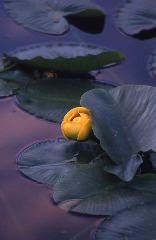 John Brantley: Water Lily