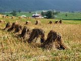 Richard Rogers: Pennsylvania Amish Farm