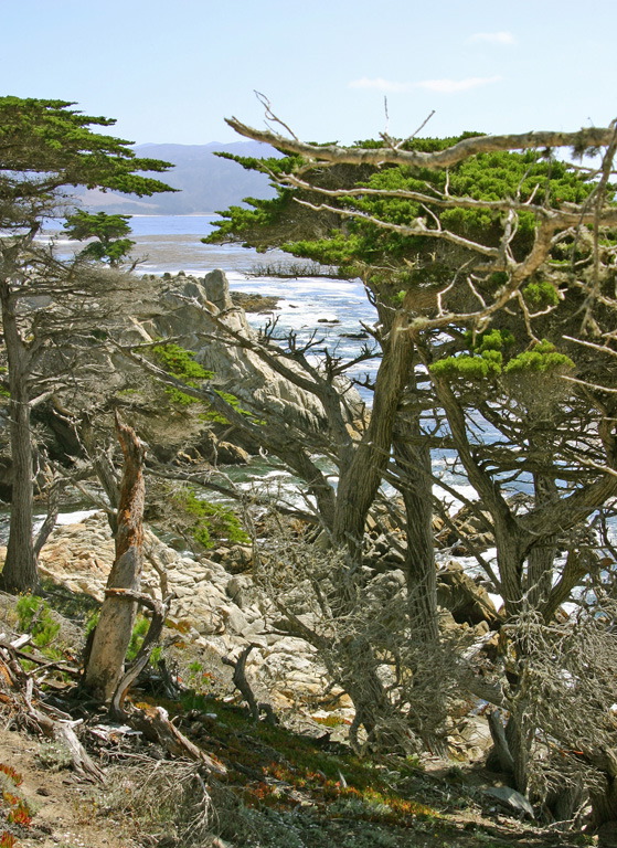 Judy Nagel: Sticks and Stones On The Beach