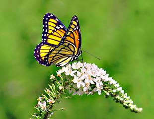 Gene Lambert: Monarch