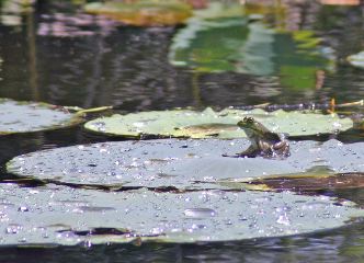 Judy Nagel: Bullfrog Sunbathing