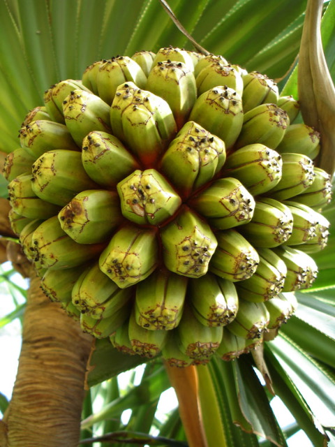 Stan Spiegel: Palm Seed Pods