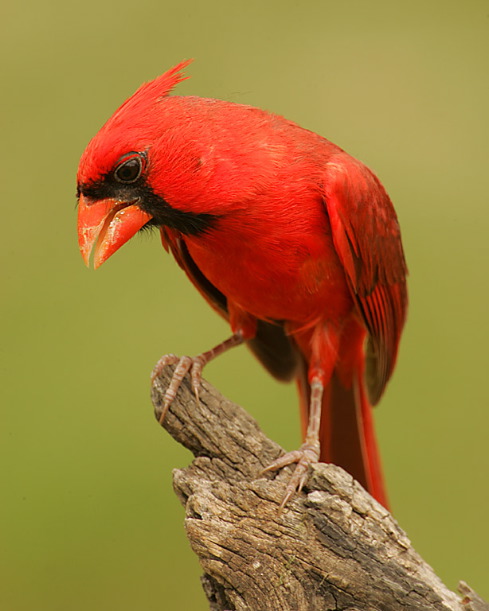 Lillian Roberts: Cardinal