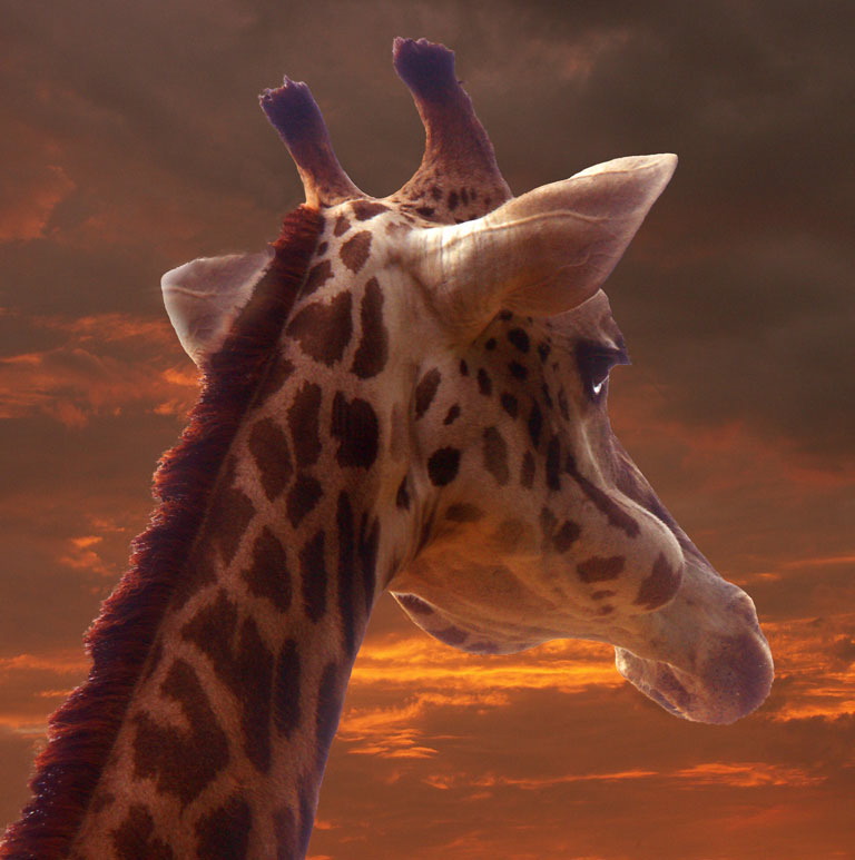 John Brantley: Giraffe At Sunset