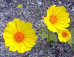 Shirley Brenon: Desert Sunflowers
