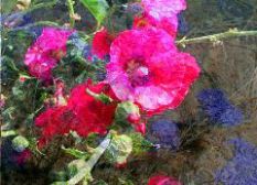 Judie Ruzek: Blended Floral