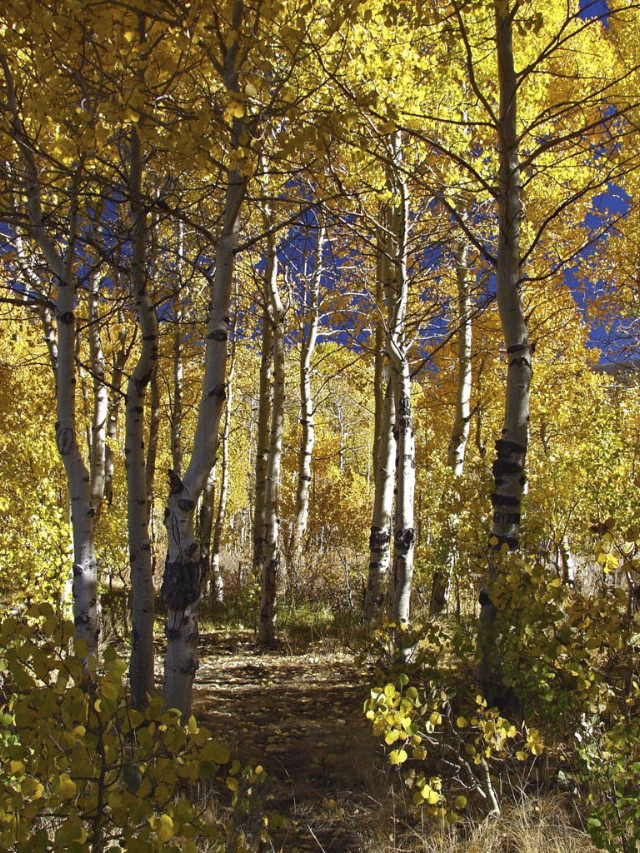 Richard Rogers: Aspen