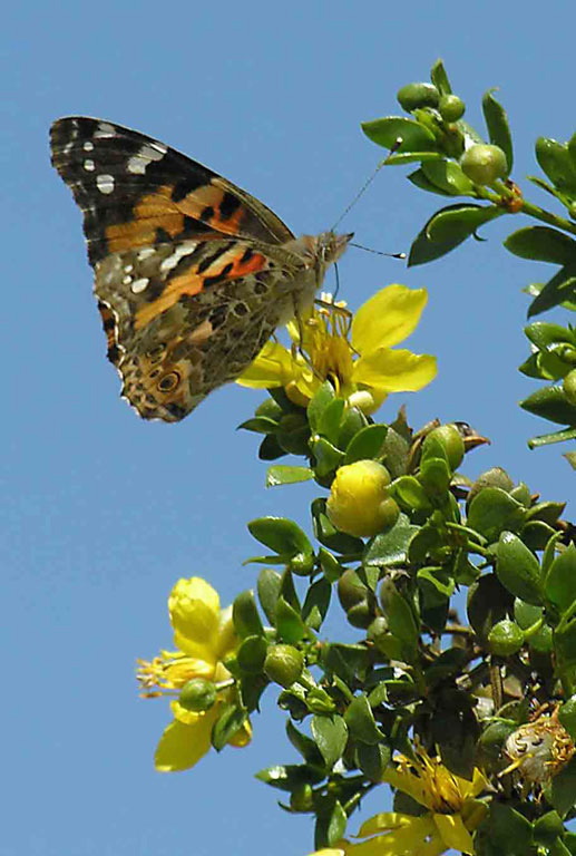 Alice Hamilton: Feast For A Painted Lady