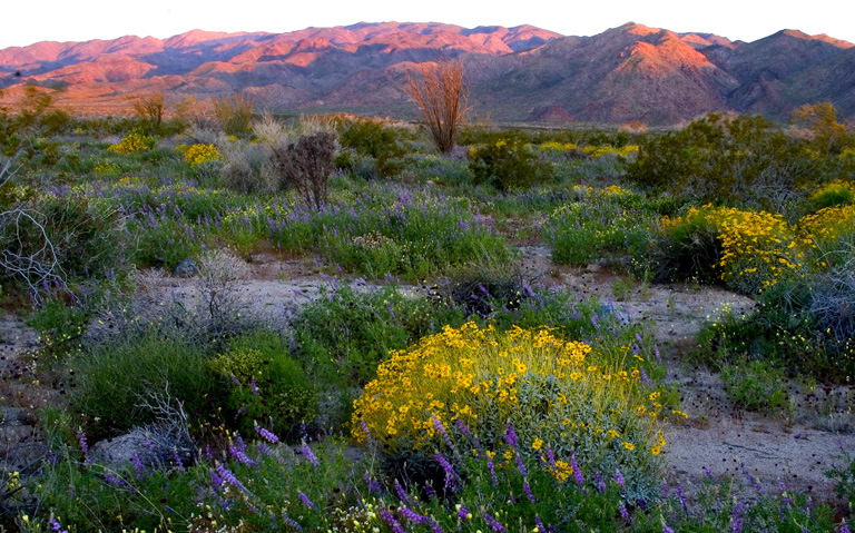 Gene Lamber: Gateway to Joshua Tree