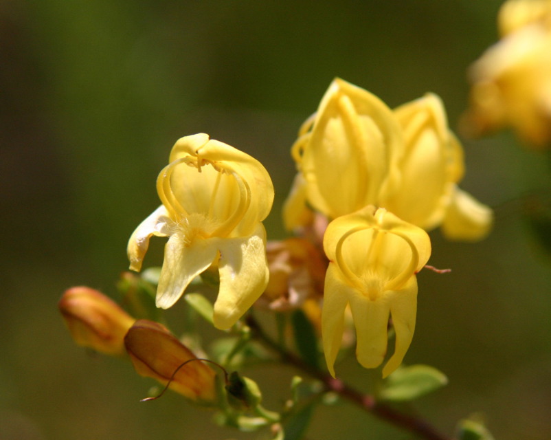 Judy Nagel: Yellow Bonnets