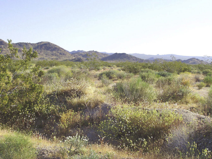 Wayne Schweifler: Mojave Spring