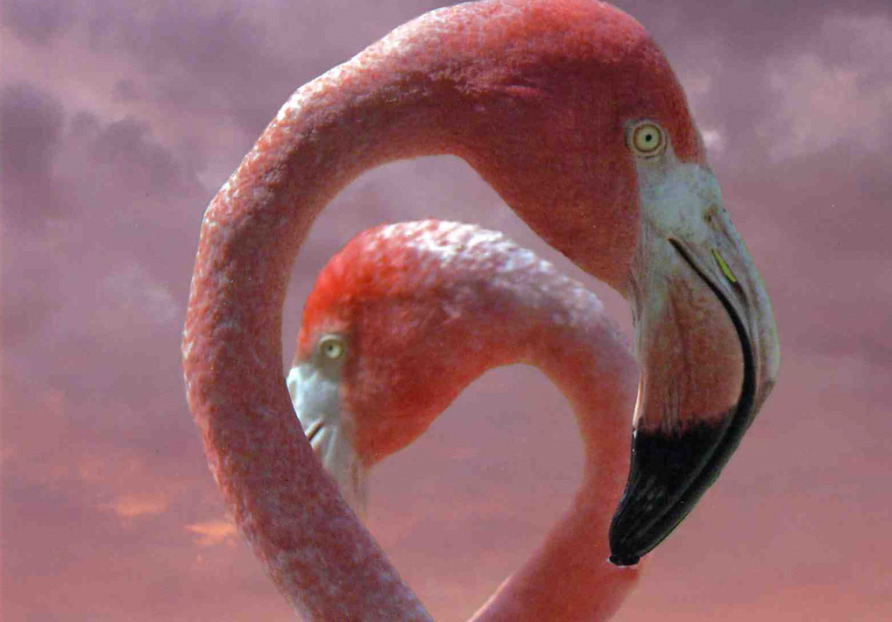 John Brantley: Two Flamingos