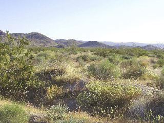 Wayne Schweifler: Mojave Spring