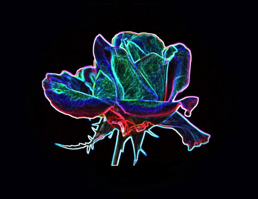 Eugene Lambert: Neon Rose