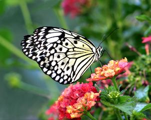 Eugene Lambert: Butterfly Pattern
