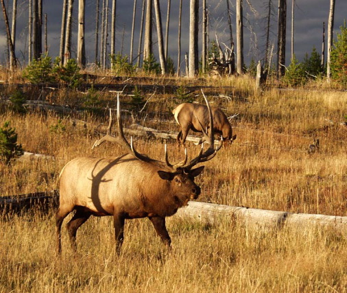 Richard Rogers: Bull Elk