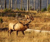 Richard Rogers: Bull Elk