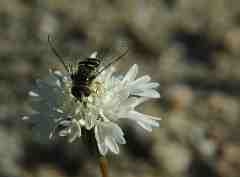 Bill Coleman: Bee On White Flower
