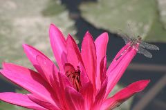 Gaby Gross: Dragon Fly On Flower