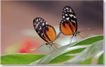 Michael Emhoff: Mating Butterflies