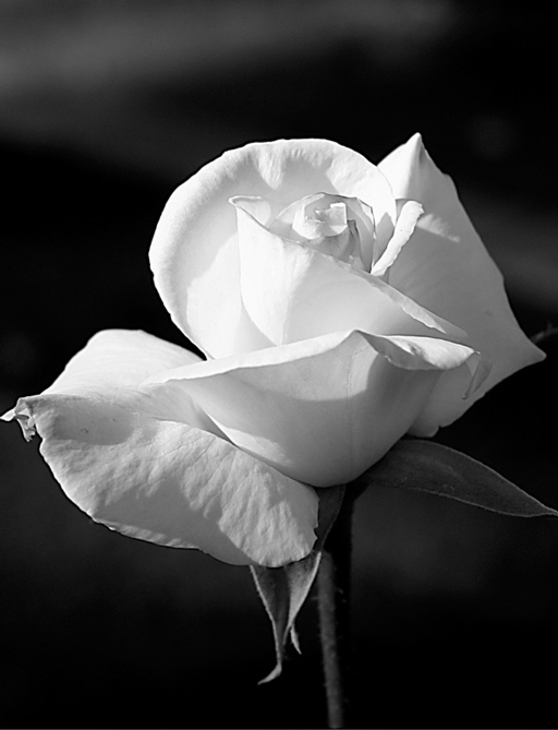 Michael Emhoff: Fabulous Rose