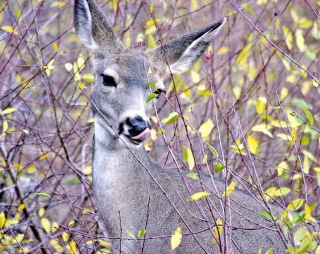 Ken Cook: Bambi