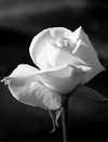 Michael Emhoff: Fabulous Rose