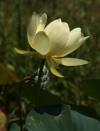 Judith Nagel: Lotus Flower