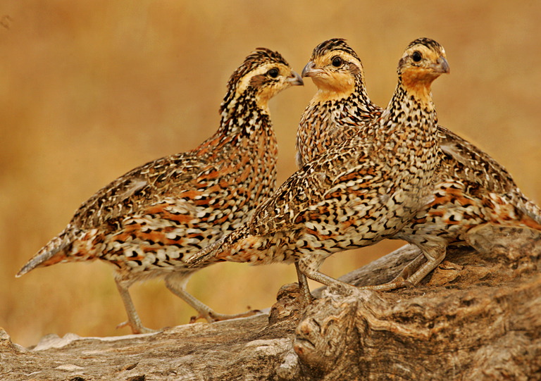 Lillian Roberts: Quail Trio