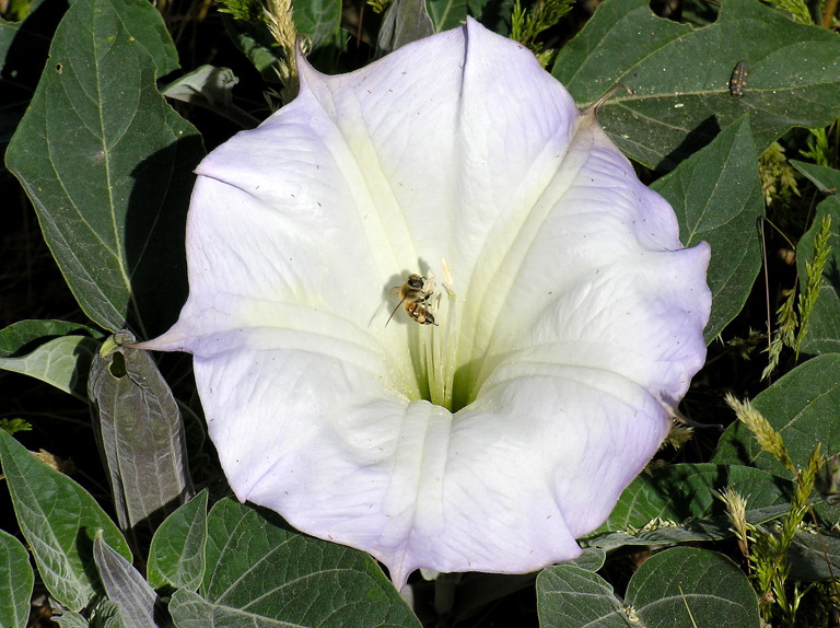 Alice Hamilton: Gathering At The Sacred Datura