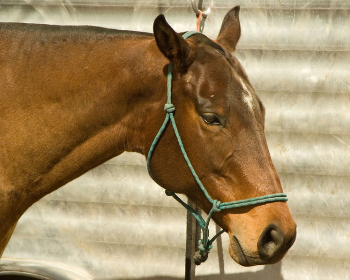 WS_03-06_Polo Pony
