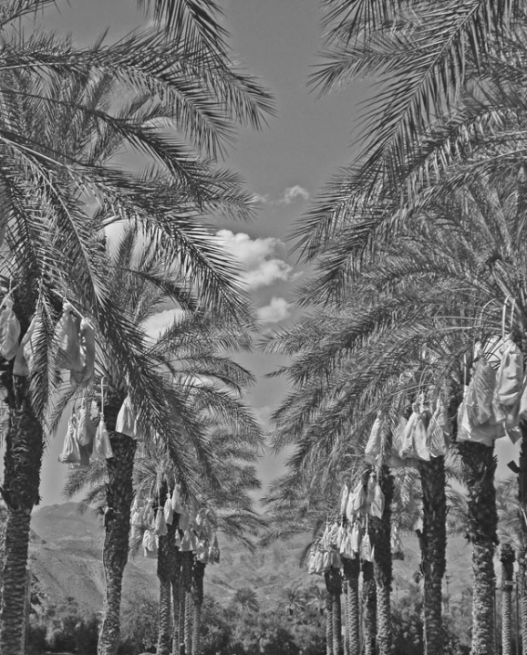 Wayne Schweifler: Date Palms With Fruit