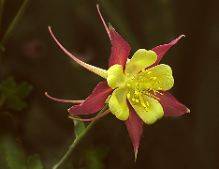 Alice Hamilton: Red Columbine.