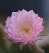 John Brantley: Cactus Flower