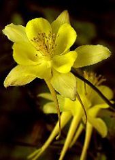 Alice Hamilton: Yellow Columbine